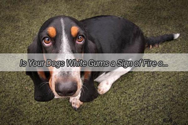 Is Your Dogs White Gums a Sign of Fire or Just a Bad Case of Halitosis